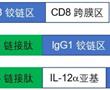 融合蛋白、工程化免疫細胞及其制備方法和應用與流程