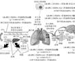 淋巴釋放的脂肪酸組合物以及其用于淋巴并入和全身性疾病治療的用途的制作方法